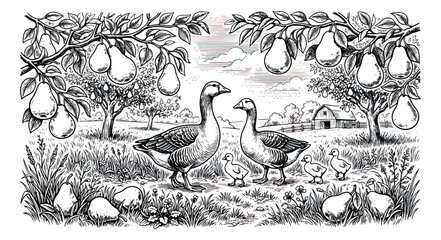 Vintage woodcut farm landscape with geese and pear trees, rustic orchard engraving vector, black and white countryside scene with barn and poultry © sajida