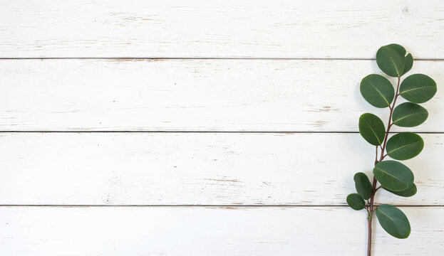 Empty white wood planks texture background with a green botanical sprig and copy space