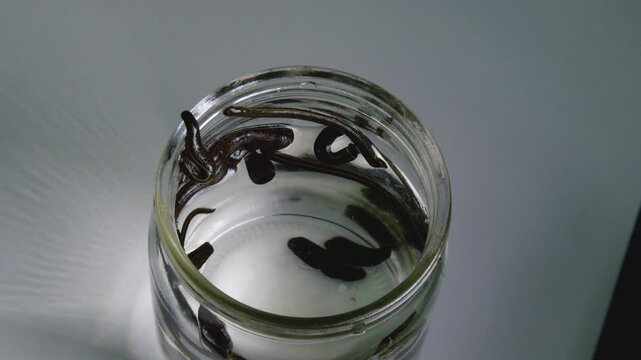 Medicinal Leeches Swimming in Glass Jar with Water Close Up
