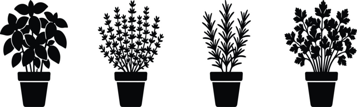 Potted culinary herbs vector icon set featuring basil thyme rosemary and parsley black silhouettes