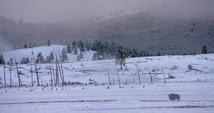Wide shot of a lone American bison standing in a snowy valley before lowering its head to graze. Snow-covered trees form a dramatic backdrop in this peaceful natural landscape.
