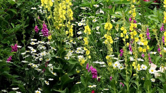 Mixed cottage garden flowers with foxgloves,ox eyes daisies,yellow mulleins.