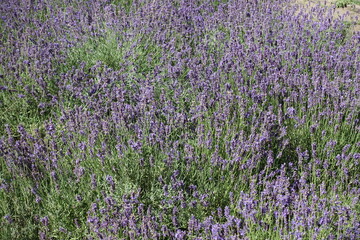 Fototapeta premium Profusion of purple flowers of lavender in July