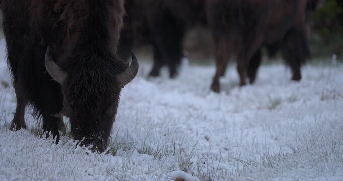 Mid shot of an American bison grazing in a snow covered landscape. The animal pushes its muzzle through the snow while feeding before lifting its head and looking directly at the camera.