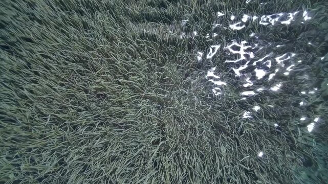 Underwater view of lush green seagrass swaying gently with water movement, sunlight reflecting off the surface, creating a serene aquatic environment