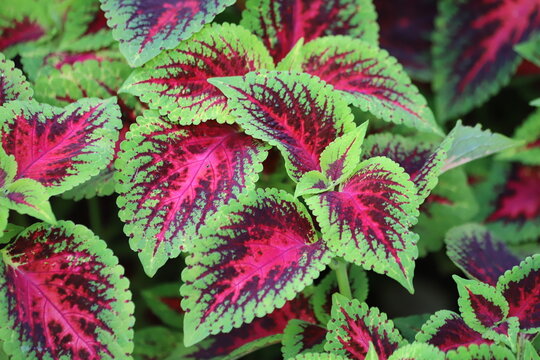 Colorful leaves of coleus, Plectranthus scutellarioides, coleus blumei.
