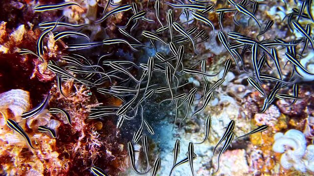 A swirling school of juvenile striped eel catfish moves in perfect formation above a tropical coral reef in the Philippines, creating a mesmerizing display of synchronized marine behavior.