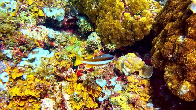 A yellowtail cleaner wrasse swims through a vibrant coral reef in the Philippines, surrounded by colorful corals and marine life, showcasing the beauty and biodiversity of a healthy reef ecosystem.