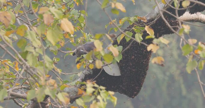 Oriental Honey Buzzard raiding giant bee nest; slow motion summer hive predation, bees attacking buzzard
