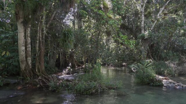Hanabanilla river in deep forest jungle in Cuba near El Nicho waterfall