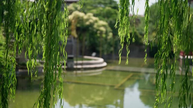Beautiful willows near pond in beautiful garden in ancient Xi'an city in summer. Visit Asia and walk in park in good weather, enjoy calmness and contemplation of nature, relax time and meditation