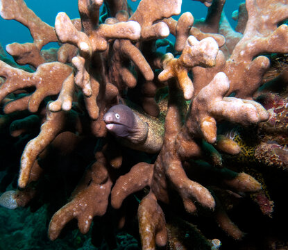 A White Eyed Moray Eel also known as Greyface Moray Eel Boracay Island Philippines