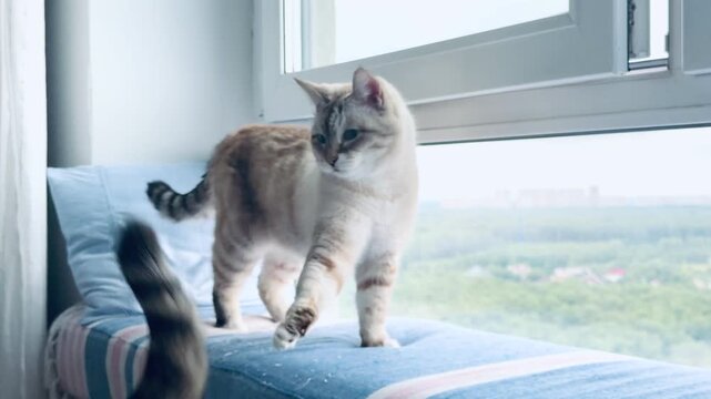 Two domestic cats playing and fighting on window sill at home. Cute tabby kitten hitting fluffy kitty with its paw during conflict or active game. Cozy apartment interior with soft light. Pet portrait