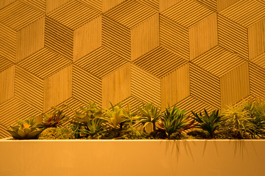 Succulent plant  and cactus to grow in the flowerpot in the building with square brown cubic raw wood texture for modern wall or ceiling decoration by wood 3 dimensions background.