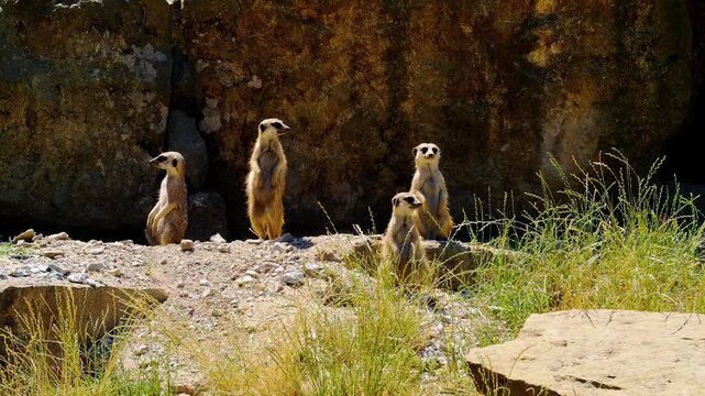 A sharp, eye-level telephoto shot capturing four meerkats in a stationary, alert posture against a textured, golden volcanic landscape.