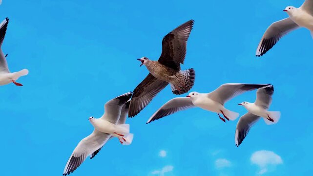 A crisp, eye-level telephoto sequence capturing the distinct plumage of a juvenile gull navigating a flock of adults against a bright, cloudless sky.