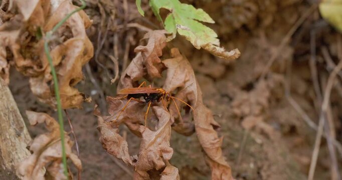 Huge Spider Hunter Wasp preening on a leaf; slow motion morning light wing cleaning
