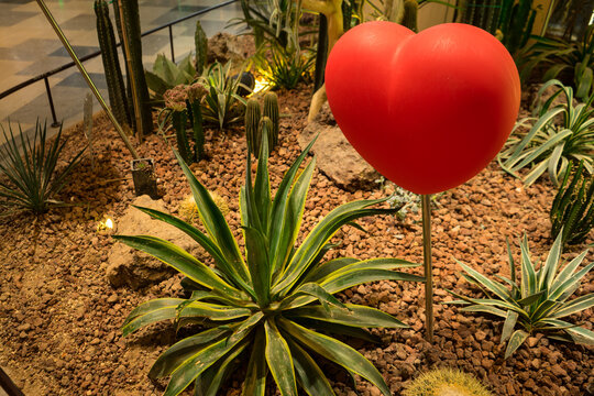 Red  hearts on the cactus and succulent plant to celebrate on Valentine.Strong love like cactus that is resistant to drought.