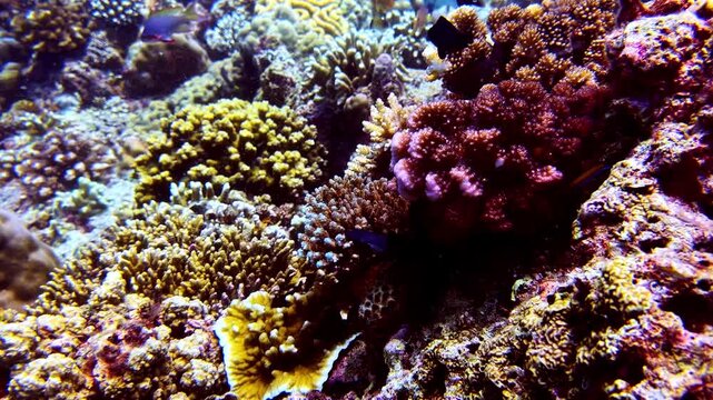 Colorful coral reef in Sogod Bay, Southern Leyte, Philippines, featuring healthy hard corals, reef fish and rich marine biodiversity along a vibrant tropical reef slope.