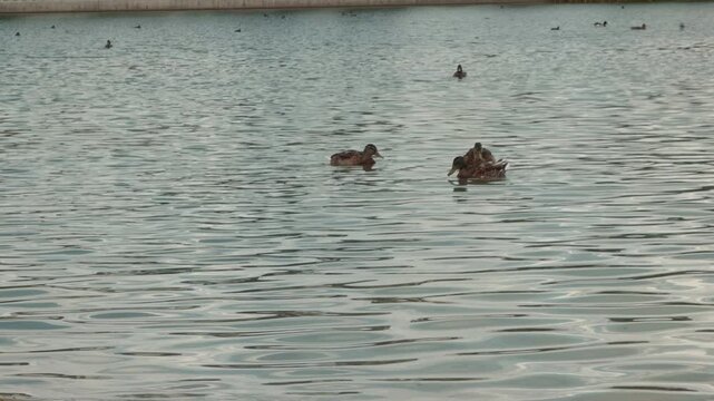 Multiple ducks swim, dive, and forage together on a calm rippling lake