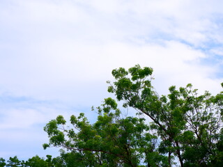 Fototapeta premium a landscape low-angle shot capturing the top canopy of a lush green tree against a vibrant blue sky with wispy white clouds, offering ample copy space.
