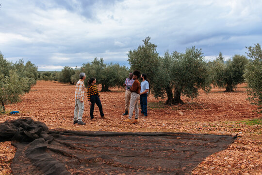 Diverse team discussing olive harvest in rural grove