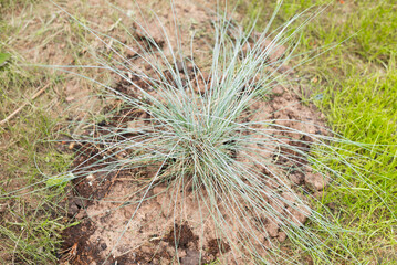 Obraz premium A grass plant is emerging from a bare patch of soil, surrounded by green plants in a natural setting. This scene captures the growth process of vegetation in daylight