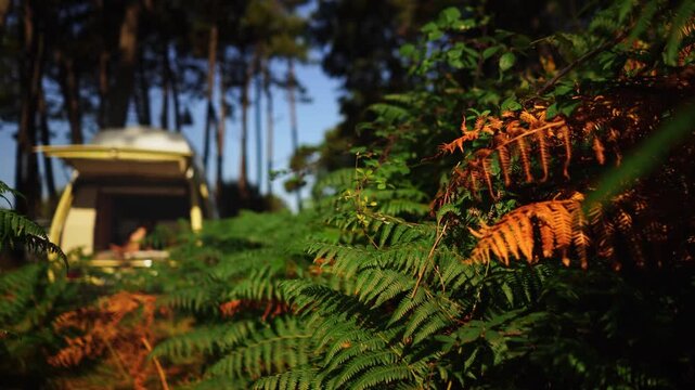 Woman Relaxing in Open Vintage Campervan in Pine Forest &ndash; Van Life Lifestyle