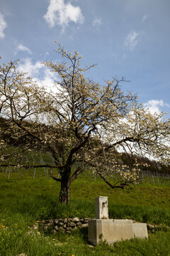 Majestic old flowering tree in full bloom on a green hillside vineyard in Eglisau, Switzerland