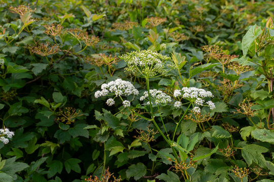 White valerian flowers, Valeriana officinalis, blooming among dense guelder rose foliage, Viburnum opulus, in Krakow, Poland. Wild medicinal plant close-up with umbel blossoms and natural green botani