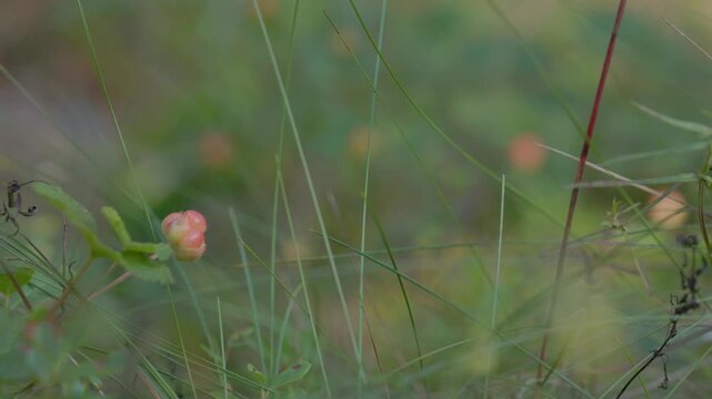 Close-up of an unopened cloudberry bud surrounded by green leaves in a forest with soft bokeh and natural light. Shallow depth of field creates a calm atmosphere