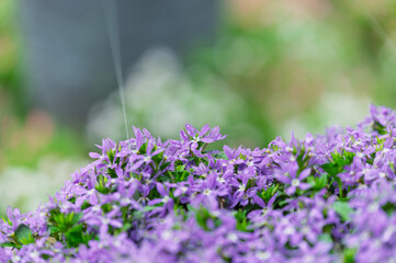 Obraz premium Beautiful blue purple scaevola fan flowers blooming in summer garden with blurred background and copy space