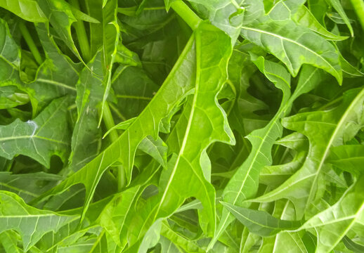 close up of fresh green Japanese papaya leaves or chaya plant can be used as a background 