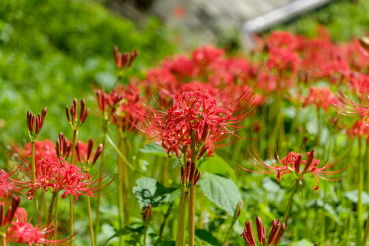 Vibrant red spider lily lycoris radiata flowers blooming beautifully in autumn field background with copy space