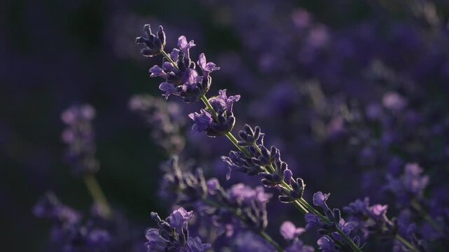 Bee lavender flower gathering nectar in summer garden meadow showing pollination process and natural beauty in soft evening light during peaceful sunset