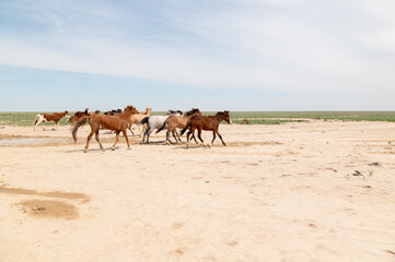 Fototapeta premium Group of horses running across sandy landscape in open field