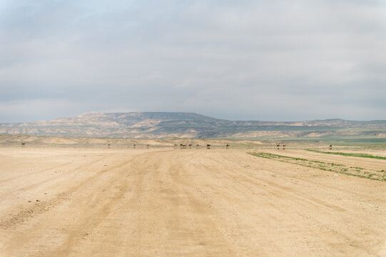 Expansive desert landscape with distant mountains and grazing animals