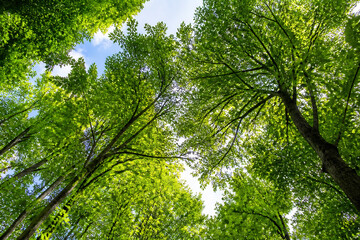 Fototapeta premium Lush green trees fill the frame against a bright blue sky, suggesting a vibrant outdoor forest scene.