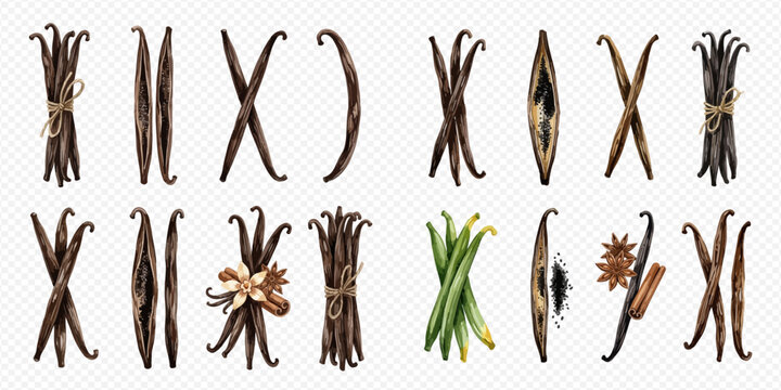 Set of vanilla pods and beans, some tied with string, some open, and some with flowers and spices.