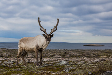 A reindeer stands on a rocky, grassy landscape overlooking the sea under an overcast sky. © Anastasiia