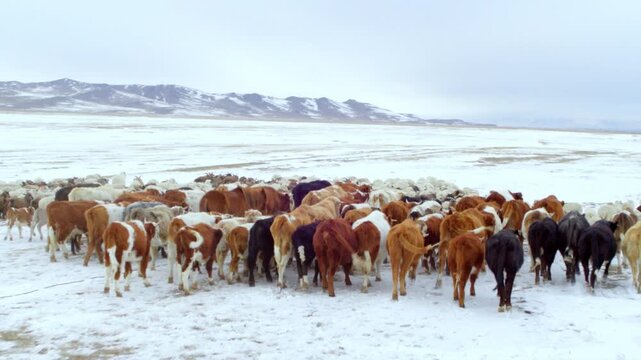 Mongolian nomads on horseback herding a large flock of cattle and sheep across a snowy landscape
