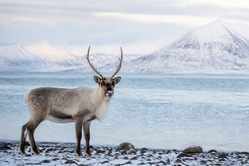 A reindeer stands on a snowy shore by a frozen or icy body of water with snow-capped mountains in the background. © Anastasiia