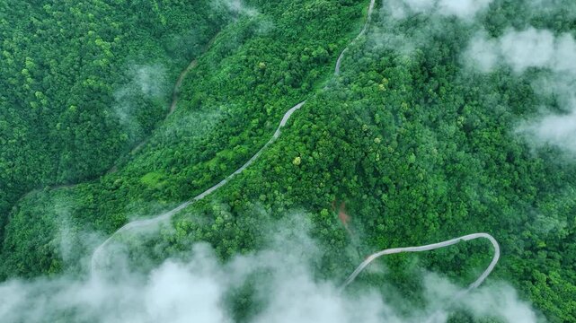 Aerial tropical forest landscape featuring a winding highway, perfect for corporate Sustainability Reports, Green Finance communication, Climate Resilience planning, Renewable Energy investment, and b