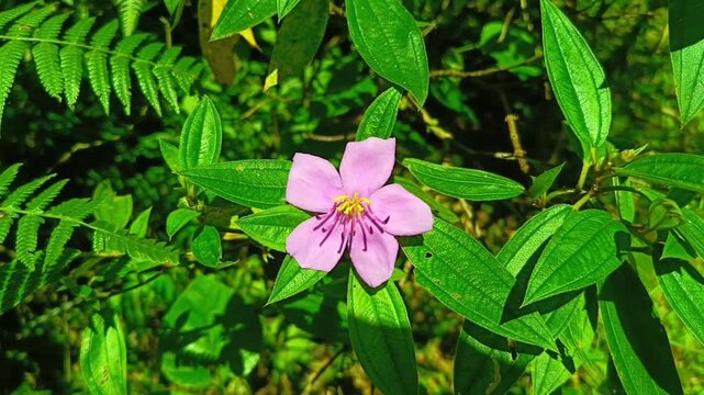 Vibrant pink five-petal flower blooming gracefully amidst lush green foliage, capturing the delicate splendor and intricate botanical artistry of nature's serene beauty