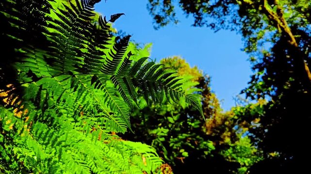 Lush green ferns and tropical foliage form a vibrant forest canopy, reaching towards a bright blue sky, symbolizing nature's resilience and serene beauty