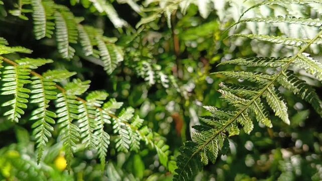 Vibrant emerald fern fronds showcasing intricate patterns and lush natural beauty, capturing the essence of botanical vitality and serene wilderness