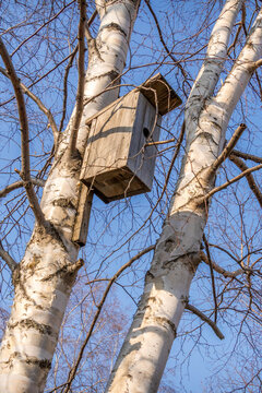 Old wooden birdhouse (skvorechnik) between white birches in a Russian village, early spring light and bare branches.
