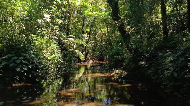 Serene jungle stream flowing through a vibrant tropical rainforest, rich with dense foliage and reflections, capturing the peaceful essence of unspoiled nature