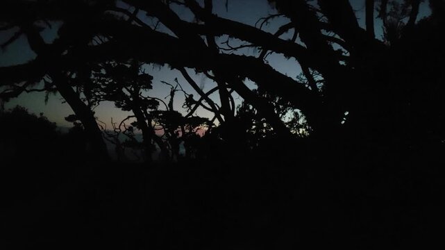 Silhouetted branches against a vibrant twilight sky, showcasing the tranquil beauty of nature at dusk. Serene natural landscape with rich, dark tones and subtle light