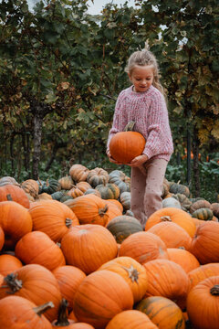 Small child wearing knit sweater and pants holds medium orange pumpkin while stepping among pumpkins in rustic patch, surrounded by green vines, scattered fallen leaves and soft daylight